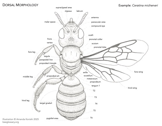 Bee Morphology Diagram 2