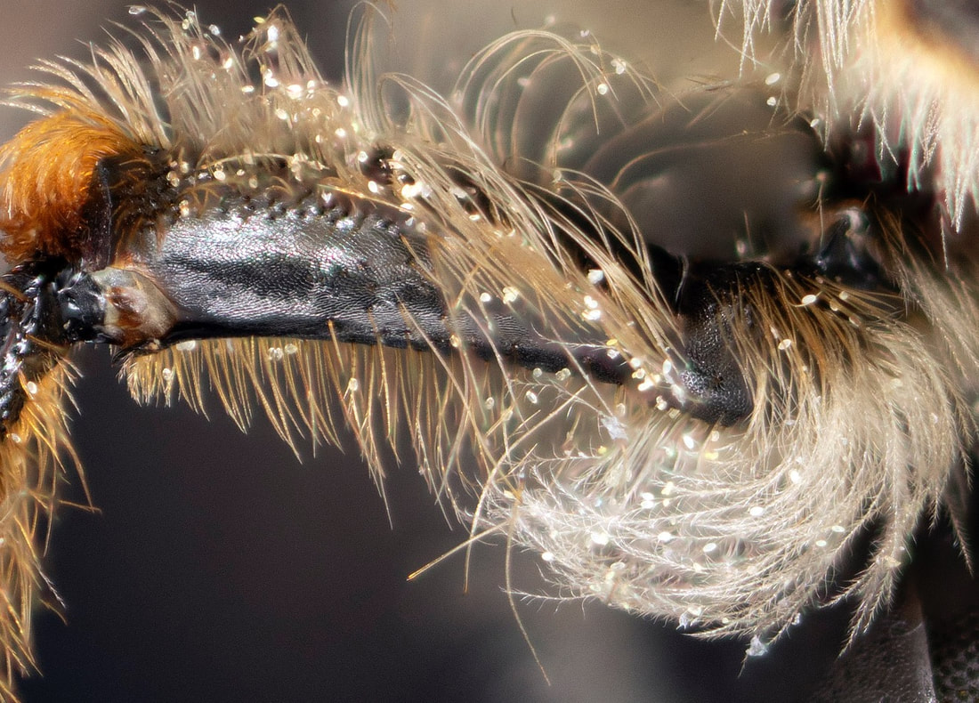 Andrena deconstructed: guide to traits of the Discoverlife key.
