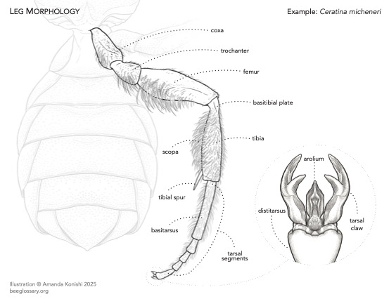 Bee Morphology Diagram 2