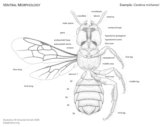Bee Morphology Diagram 2